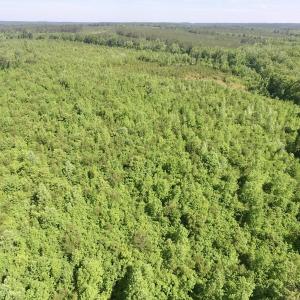 Photo #18 of SOLD property in Doswell Town Road, Meherrin, VA 55.7 acres