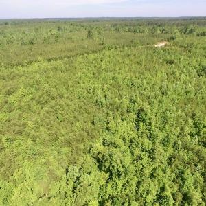 Photo #20 of SOLD property in Doswell Town Road, Meherrin, VA 55.7 acres
