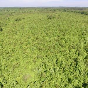 Photo #30 of SOLD property in Doswell Town Road, Meherrin, VA 55.7 acres