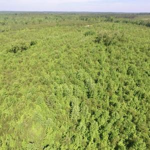 Photo #40 of SOLD property in Doswell Town Road, Meherrin, VA 55.7 acres