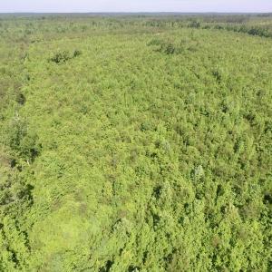 Photo #42 of SOLD property in Doswell Town Road, Meherrin, VA 55.7 acres