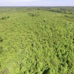 Photo #48 of SOLD property in Doswell Town Road, Meherrin, VA 55.7 acres