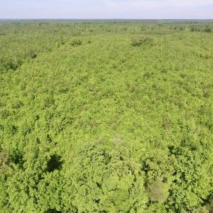 Photo #49 of SOLD property in Doswell Town Road, Meherrin, VA 55.7 acres