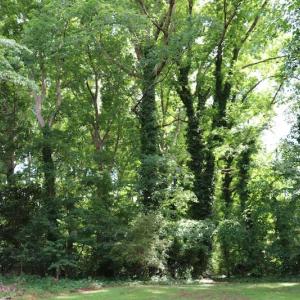 Photo #9 of SOLD property in 5013 Cindy Drive, Raleigh, NC 0.4 acres