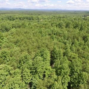 Photo #10 of SOLD property in Off Warminster Church Rd, Buckingham, VA 49.5 acres