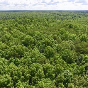 Photo #13 of SOLD property in Off Warminster Church Rd, Buckingham, VA 49.5 acres