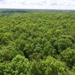 Photo #17 of SOLD property in Off Warminster Church Rd, Buckingham, VA 49.5 acres