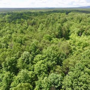 Photo #20 of SOLD property in Off Warminster Church Rd, Buckingham, VA 49.5 acres