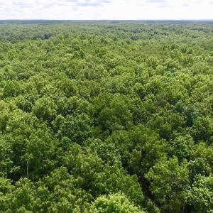 Photo #28 of SOLD property in Off Warminster Church Rd, Buckingham, VA 49.5 acres