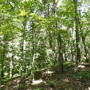Photo #33 of SOLD property in Off Warminster Church Rd, Buckingham, VA 49.5 acres