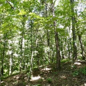 Photo #33 of SOLD property in Off Warminster Church Rd, Buckingham, VA 49.5 acres