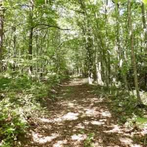 Photo #34 of SOLD property in Off Warminster Church Rd, Buckingham, VA 49.5 acres