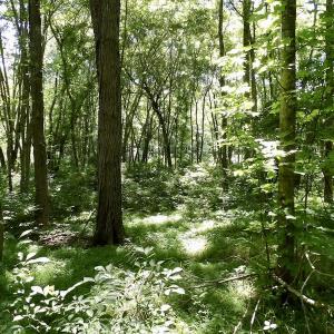 Photo #35 of SOLD property in Off Warminster Church Rd, Buckingham, VA 49.5 acres