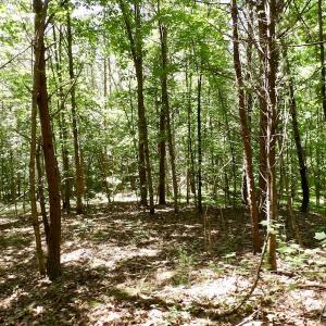 Photo #36 of SOLD property in Off Warminster Church Rd, Buckingham, VA 49.5 acres