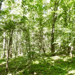 Photo #37 of SOLD property in Off Warminster Church Rd, Buckingham, VA 49.5 acres