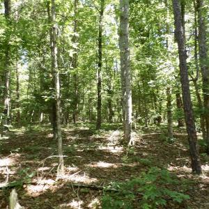 Photo #38 of SOLD property in Off Warminster Church Rd, Buckingham, VA 49.5 acres