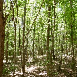 Photo #39 of SOLD property in Off Warminster Church Rd, Buckingham, VA 49.5 acres