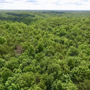 Photo #4 of SOLD property in Off Warminster Church Rd, Buckingham, VA 49.5 acres