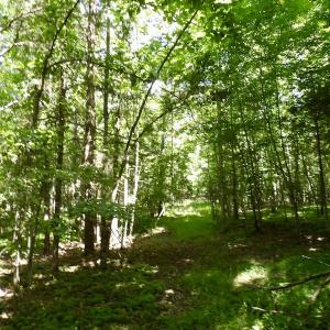 Photo #41 of SOLD property in Off Warminster Church Rd, Buckingham, VA 49.5 acres