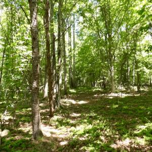 Photo #42 of SOLD property in Off Warminster Church Rd, Buckingham, VA 49.5 acres