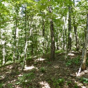 Photo #43 of SOLD property in Off Warminster Church Rd, Buckingham, VA 49.5 acres