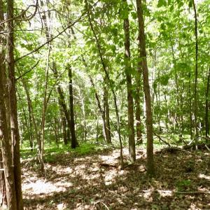 Photo #44 of SOLD property in Off Warminster Church Rd, Buckingham, VA 49.5 acres