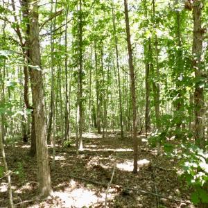 Photo #45 of SOLD property in Off Warminster Church Rd, Buckingham, VA 49.5 acres