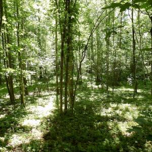Photo #46 of SOLD property in Off Warminster Church Rd, Buckingham, VA 49.5 acres