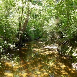 Photo #47 of SOLD property in Off Warminster Church Rd, Buckingham, VA 49.5 acres