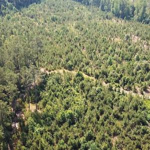 Photo #5 of SOLD property in Off Brink Road, Emporia, VA 190.0 acres