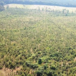 Photo #8 of SOLD property in Off Brink Road, Emporia, VA 190.0 acres