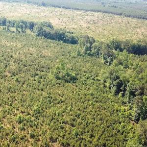 Photo #9 of SOLD property in Off Brink Road, Emporia, VA 190.0 acres