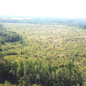 Photo #11 of SOLD property in Off Brink Road, Emporia, VA 190.0 acres
