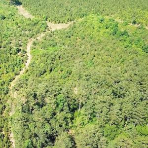 Photo #12 of SOLD property in Off Brink Road, Emporia, VA 190.0 acres