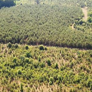 Photo #13 of SOLD property in Off Brink Road, Emporia, VA 190.0 acres