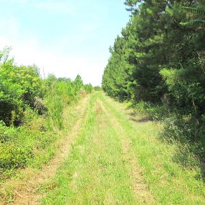 Photo #14 of SOLD property in Off Brink Road, Emporia, VA 190.0 acres