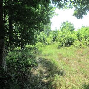 Photo #17 of SOLD property in Off Brink Road, Emporia, VA 190.0 acres