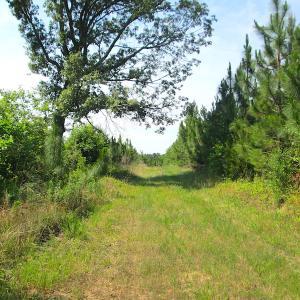 Photo #18 of SOLD property in Off Brink Road, Emporia, VA 190.0 acres
