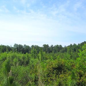 Photo #20 of SOLD property in Off Brink Road, Emporia, VA 190.0 acres