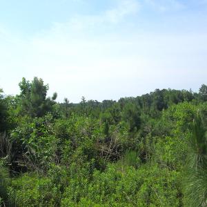 Photo #21 of SOLD property in Off Brink Road, Emporia, VA 190.0 acres