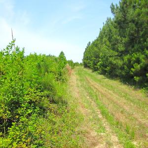 Photo #23 of SOLD property in Off Brink Road, Emporia, VA 190.0 acres