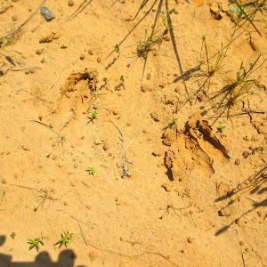 Photo #24 of SOLD property in Off Brink Road, Emporia, VA 190.0 acres