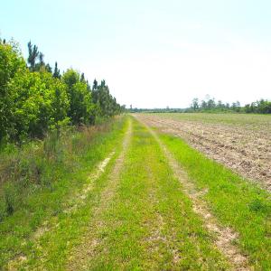 Photo #27 of SOLD property in Off Brink Road, Emporia, VA 190.0 acres