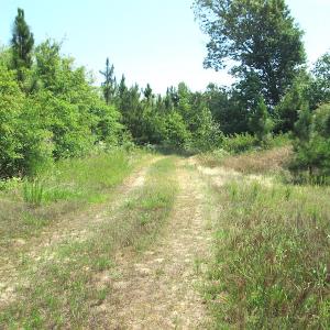 Photo #29 of SOLD property in Off Brink Road, Emporia, VA 190.0 acres