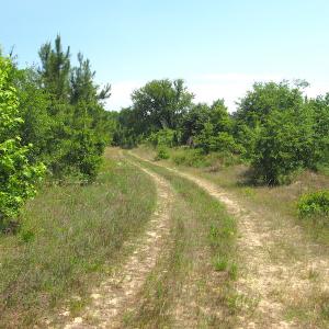 Photo #30 of SOLD property in Off Brink Road, Emporia, VA 190.0 acres