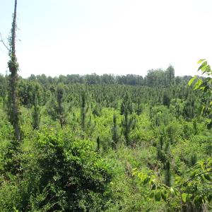 Photo #31 of SOLD property in Off Brink Road, Emporia, VA 190.0 acres