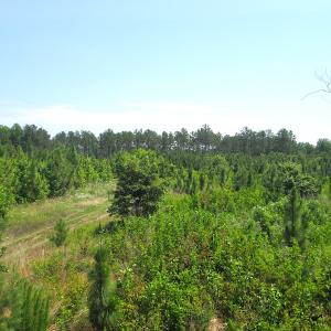Photo #32 of SOLD property in Off Brink Road, Emporia, VA 190.0 acres