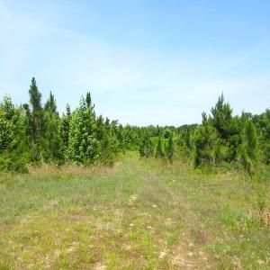 Photo #33 of SOLD property in Off Brink Road, Emporia, VA 190.0 acres