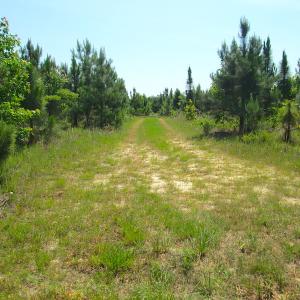 Photo #34 of SOLD property in Off Brink Road, Emporia, VA 190.0 acres