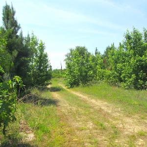 Photo #35 of SOLD property in Off Brink Road, Emporia, VA 190.0 acres